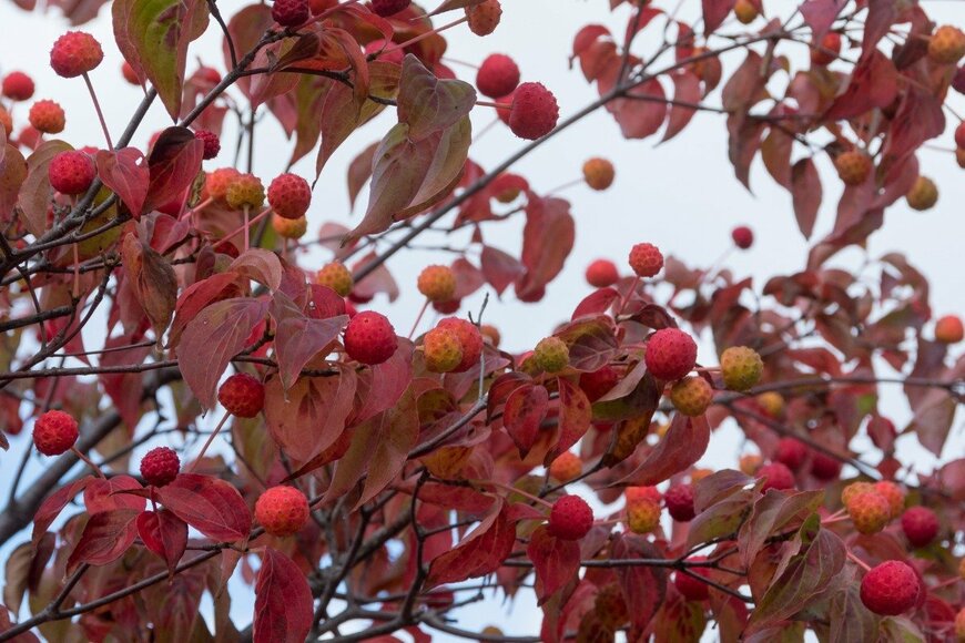 kinpouge05/istockphoto.com