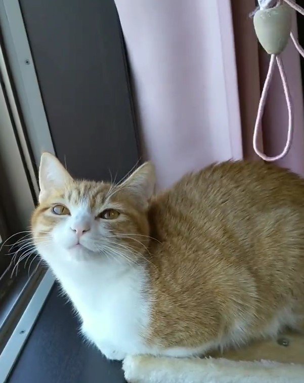 出所：@mero627puri914