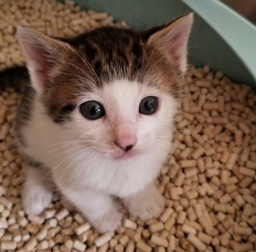 出所：@Saeroyi_cat