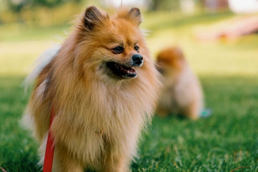 「せっかくドッグランに来たのに…」　ポメラニアンが“夢中になった「とあるもの」が可愛い