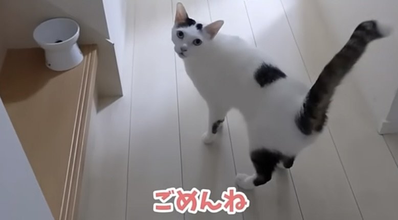 「ごはんまだですかニャ！」怒りながら飼い主さんにごはんを催促する猫ちゃんに思わず悶絶