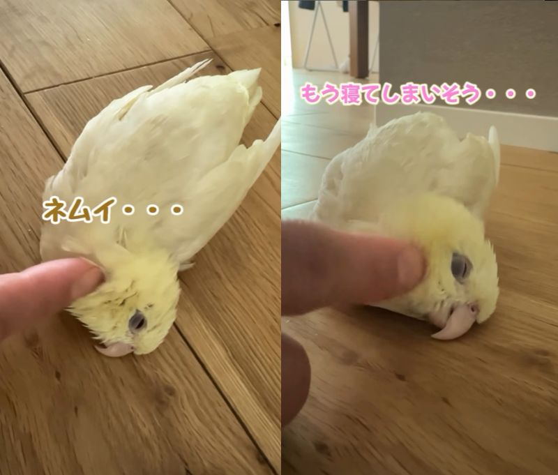 出所：@daiinkoteikoku_soraoto