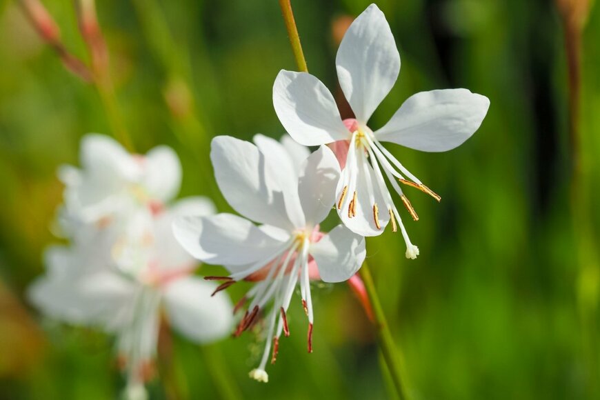 AngieC333/shutterstock.com