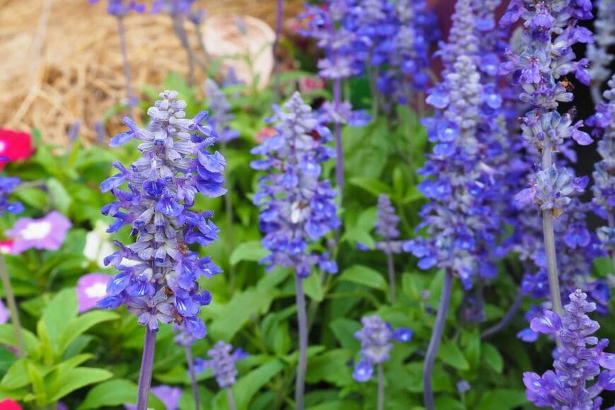3苗で【センスのいい夏の寄せ植え】玄関先が爽やかに！暑さと乾燥に強い植物の組み合わせ3例