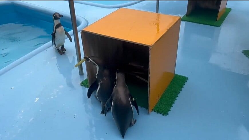 出所：@kobeojizoo