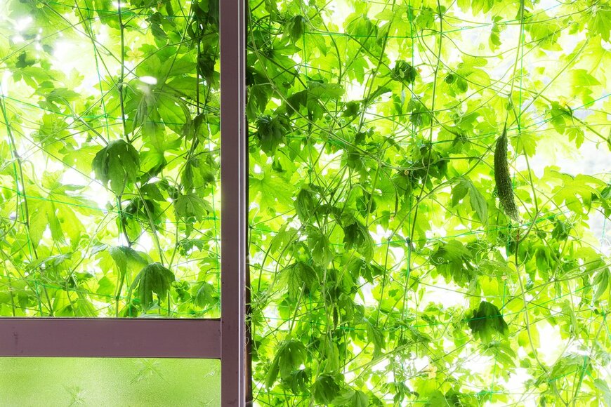 グリーンカーテン効果、この夏はエコで役立つ植物を味方につける