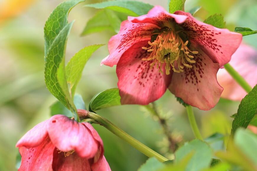 濃いピンク色の花を咲かせているクリスマスローズ