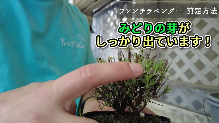 フレンチラベンダーの剪定から1か月