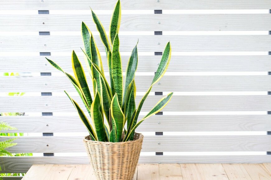 スタイリッシュな外観と育てやすさが人気のサンセベリア