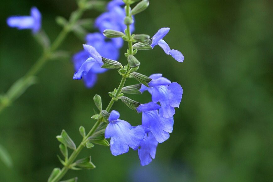 青い花を咲かせている、サルビア・アズレア