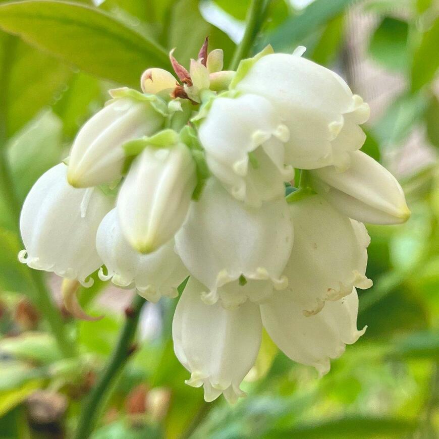 果実になる前のブルーベリーの姿