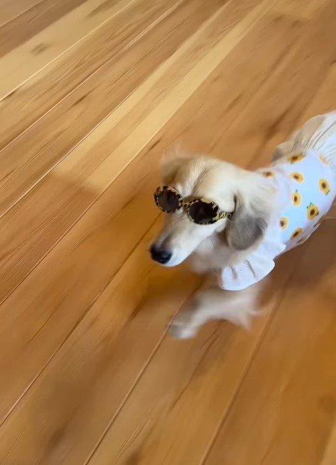 ちょい悪ダックスフント