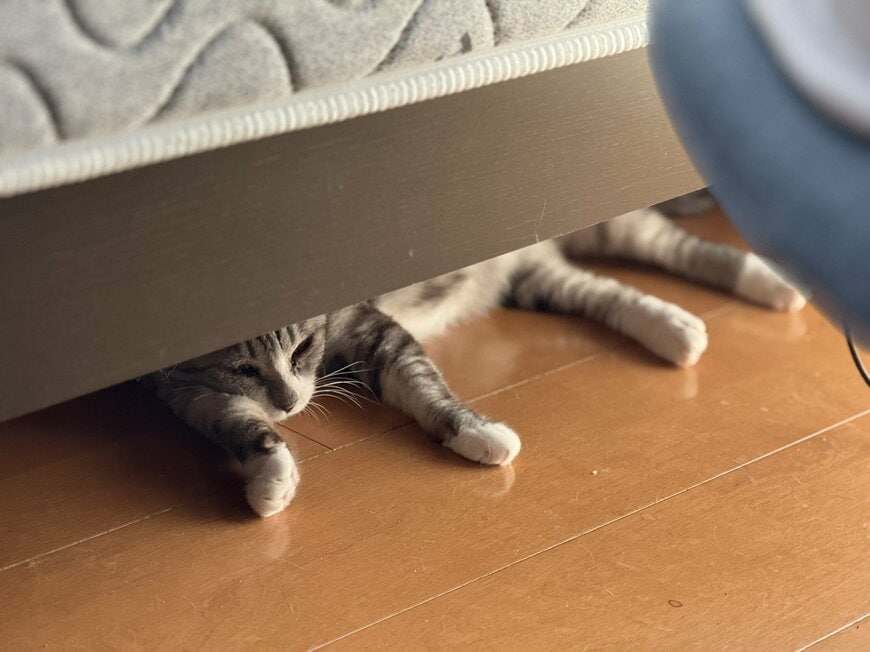昼寝していた猫ちゃん