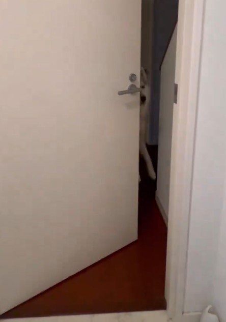トイレのドアとハスキー犬