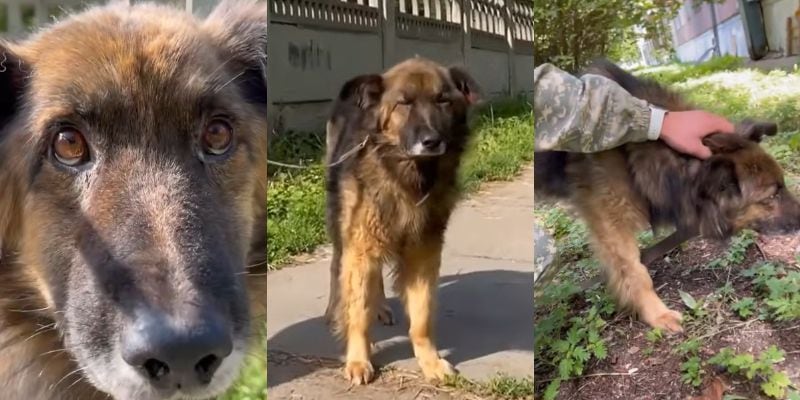 意識を取り戻して立ち上がった犬の姿