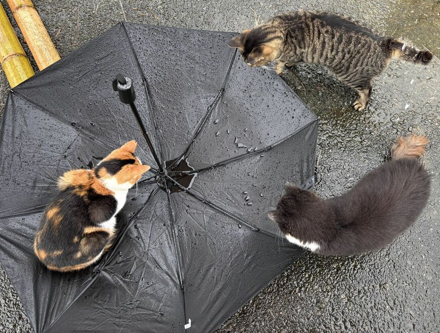溜まる雨水を見に集まる猫