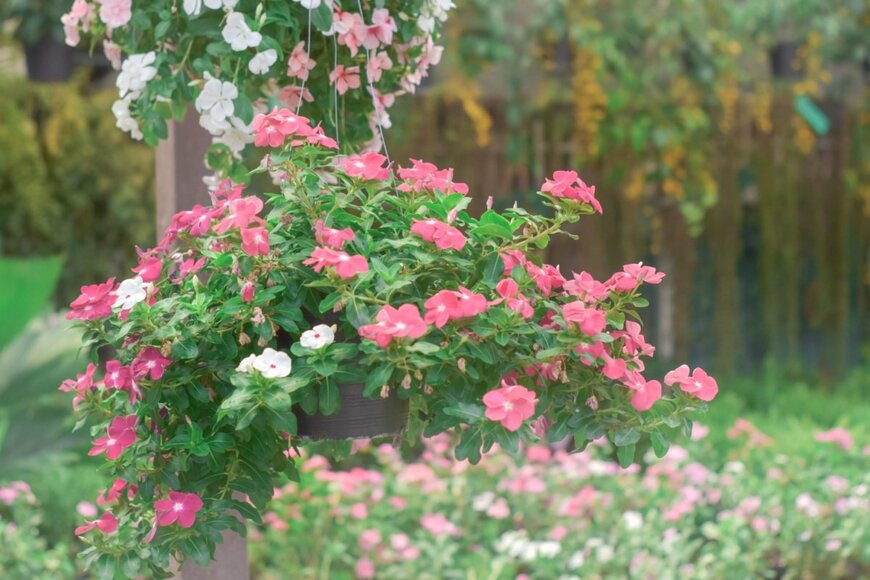 ピンクと白の花を咲かせているニチニチソウ