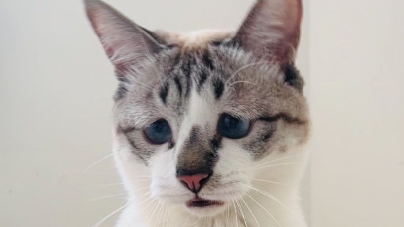 ションボリした猫