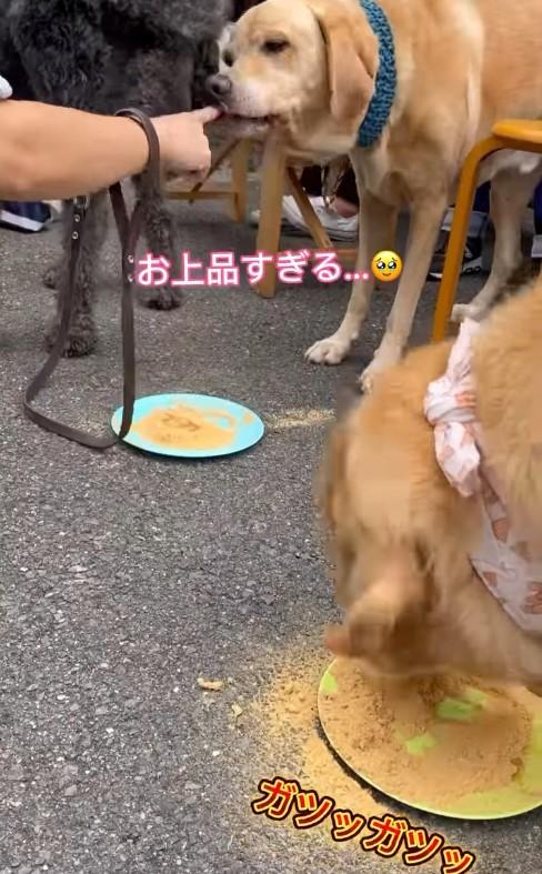 きな粉を食べる犬たち