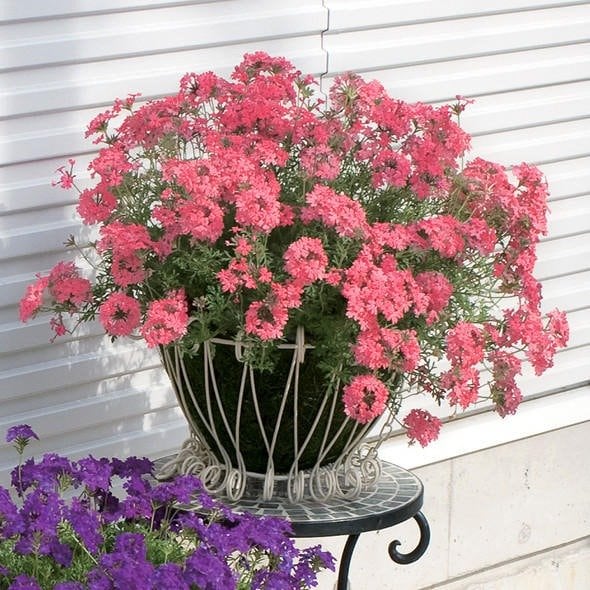 出所：サントリーフラワーズ　タピアン