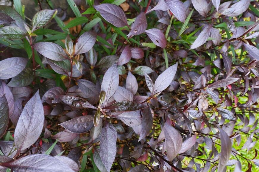 アルテルナンテラの葉。色は紫がかった茶色。