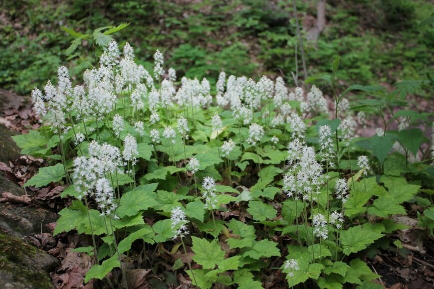 日陰に咲いている白い穂状の花
