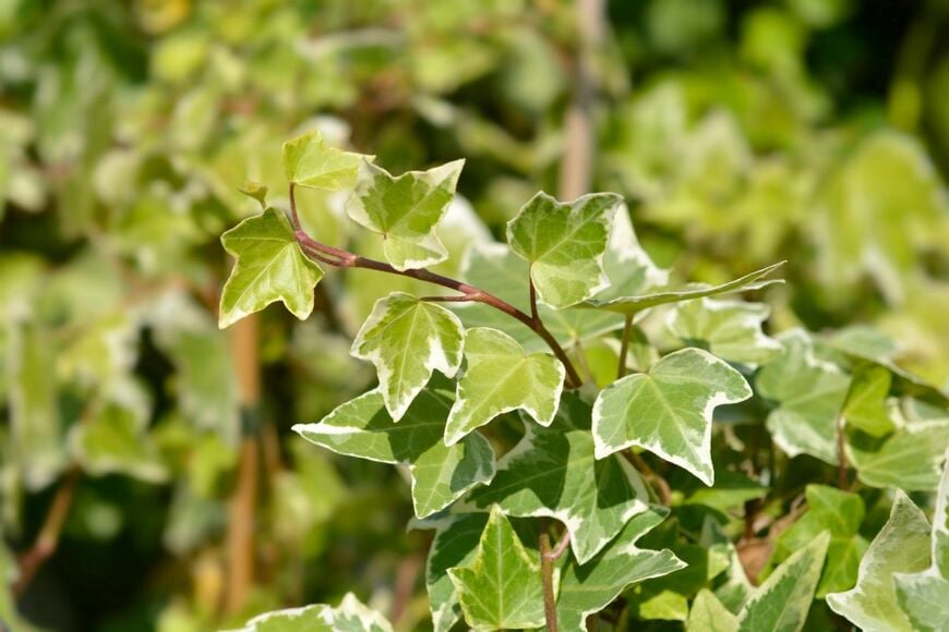 長く伸びるつるが、寄せ植えを立体的に演出する「ヘデラ」