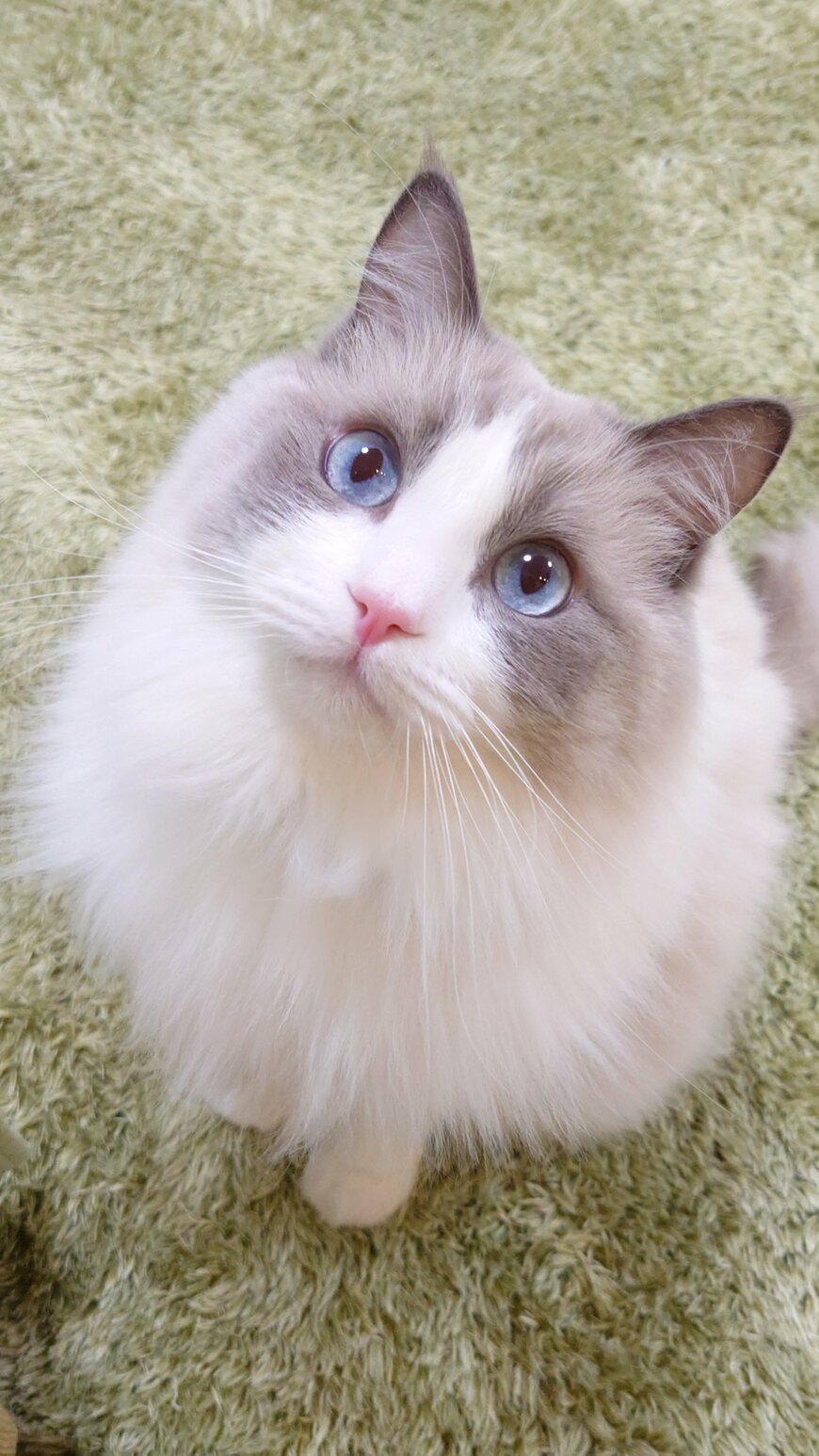 アイドルのような猫ちゃん