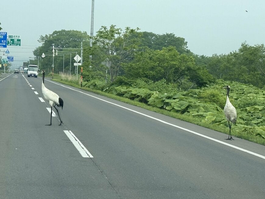 ツルらしき生き物が道路を横断