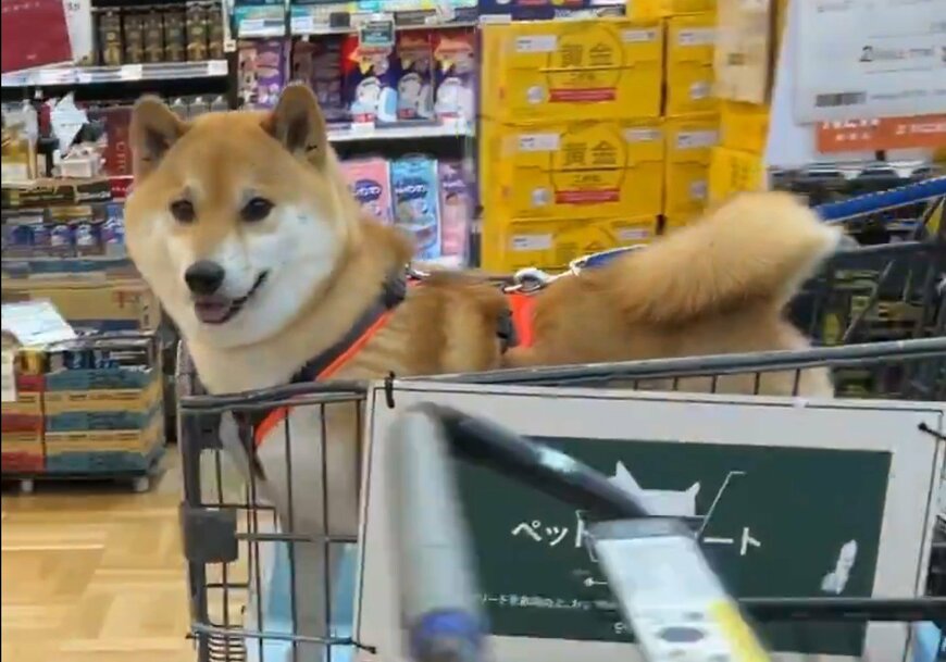 おやつが食べたい柴犬