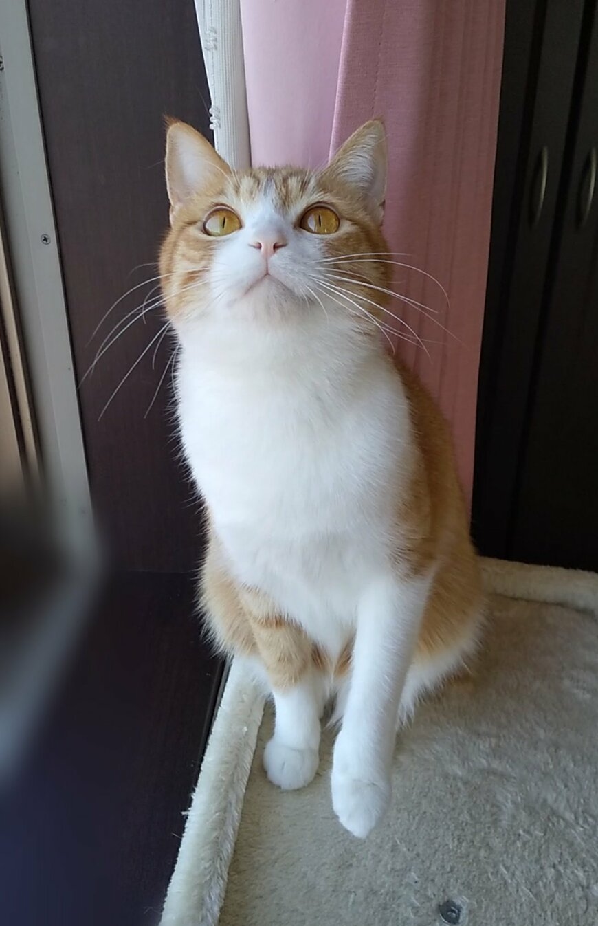 視線を上げる猫