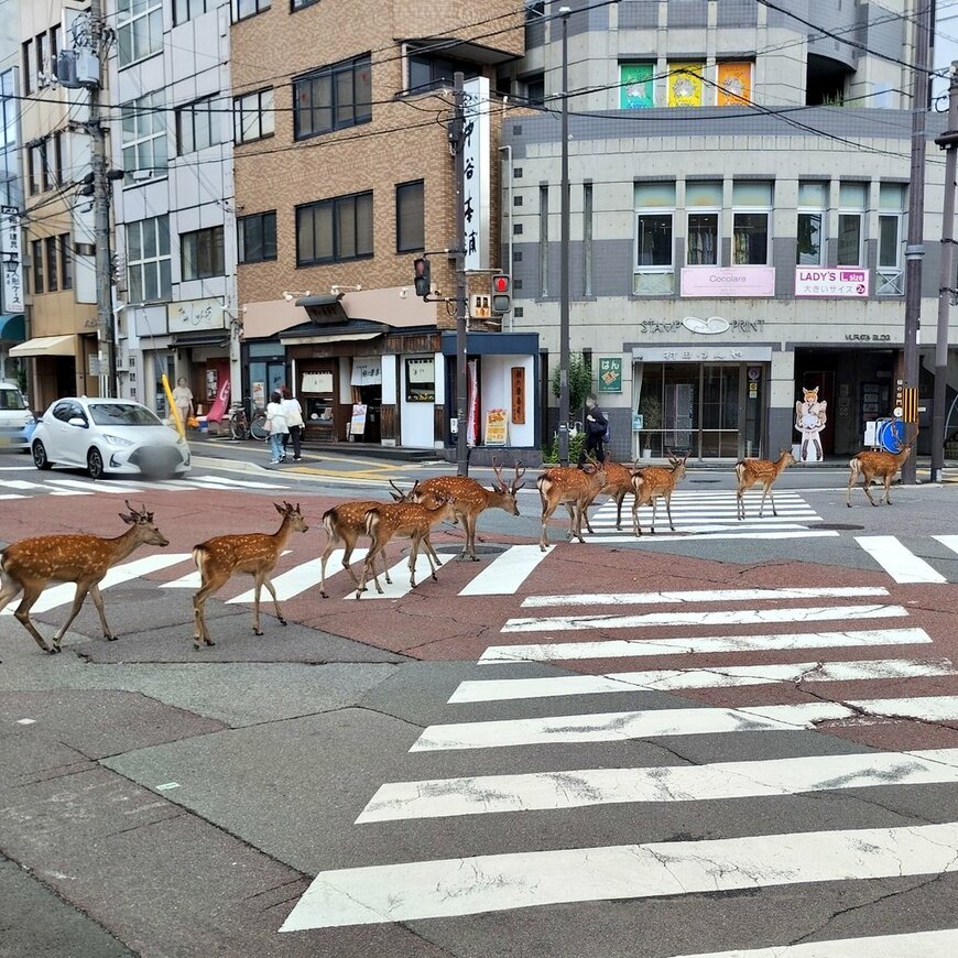 鹿が最優先!?交差点の様子