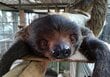 【神戸市立王子動物園】「ナマケモノが立った？」フタユビナマケモノの貴重な食事風景に「すごく動きが活発ですね」（兵庫県）