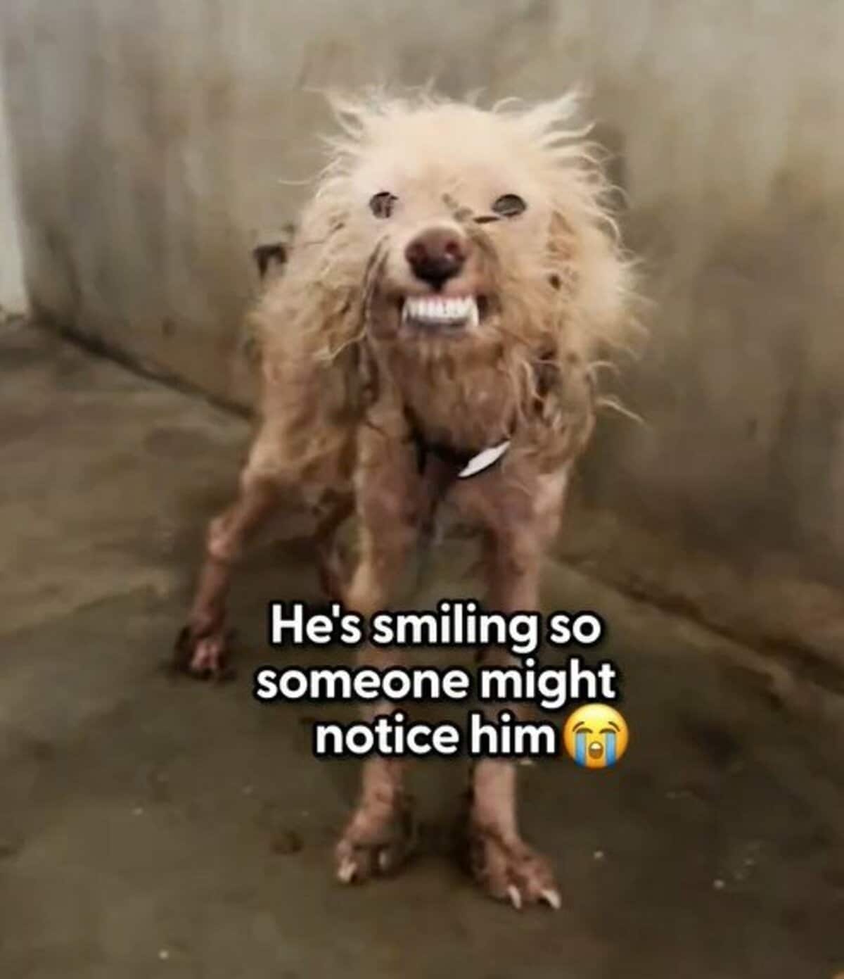 過酷な環境で収容され痩せていた犬が　救助後「大きく変化した姿」に感動の声 | LIMO | くらしとお金の経済メディア
