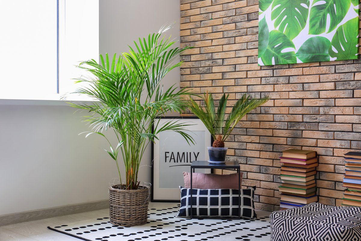 初心者向けのオシャレな観葉植物3選