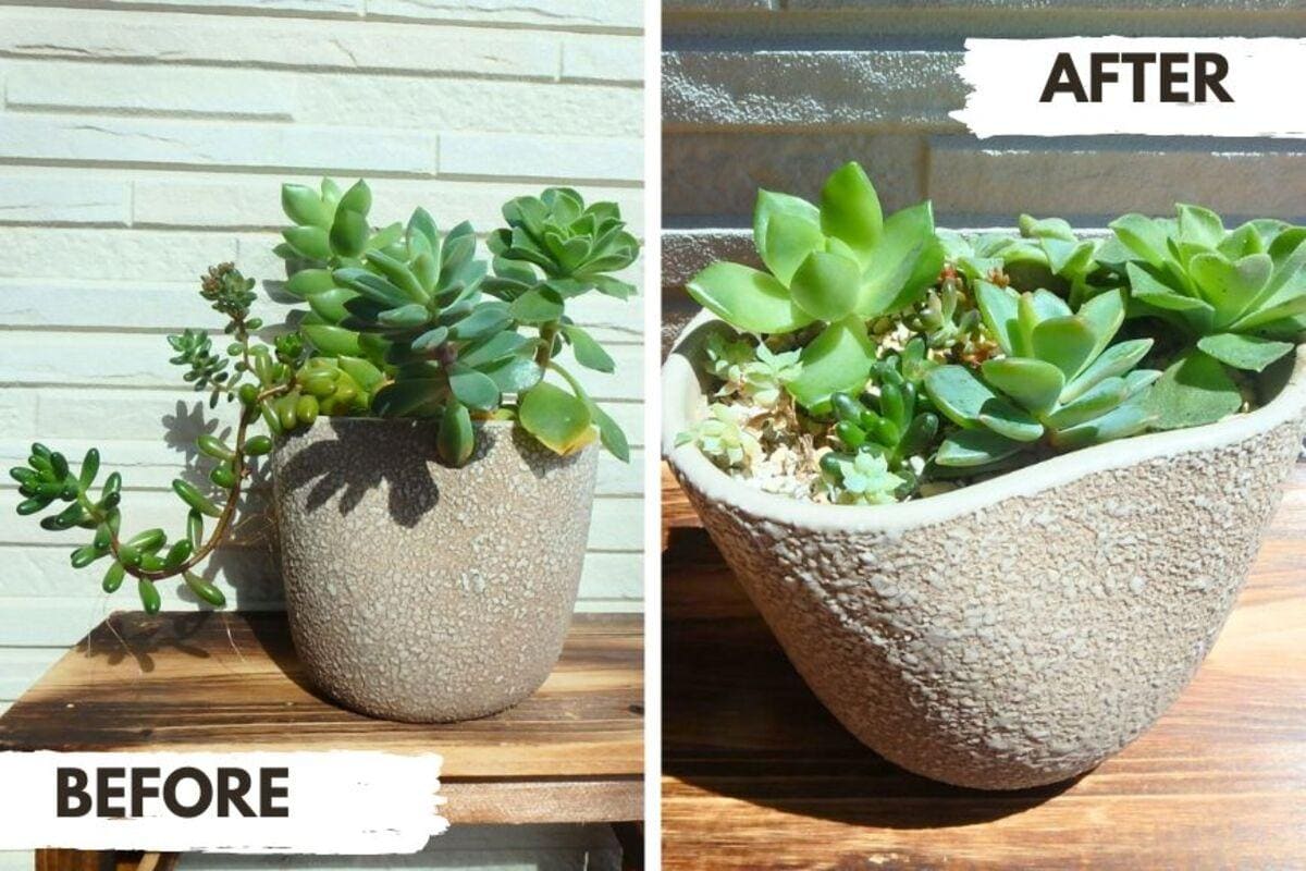 5月が適期【多肉植物の植え替え＆仕立て直し】3ステップで解説！間延び