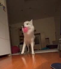 【キャッチボールするワンちゃん】上手にボールをコントロールするハスキー犬がすごいと話題に！