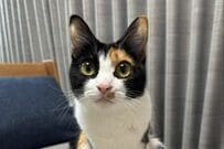 元保護猫の「大きな目」を見つめていると…　まさかの姿が話題に