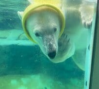 【神戸市立王子動物園】頭からかぶるのが好きなのね...！器用に『ドラム缶』を被って泳ぐホッキョクグマの姿がとってもキュート（兵庫県）