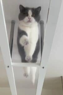 【悶絶】 「猫ちゃんと一緒に住みたいー！」猫ちゃんファーストすぎるマンションがSNSユーザーに話題