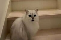 モフモフすぎて通れない？　たくさんの猫ちゃんたちに占領された自宅の階段に「羨ましい光景」