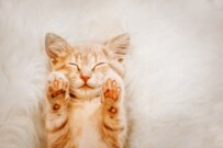 10月は年金支給【老齢年金一覧表】60歳～90歳以上「厚生年金と国民年金」受給額の平均月額はいくら？