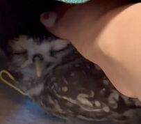 【撫で撫でにうっとりするフクロウ】『もっと撫でて』のアピールも可愛い！至福の表情にメロメロ