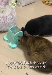  「それ私のごはんだよ…」人の手柄を取ってしまう黒白猫ちゃんに困惑
