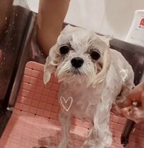 【ワンちゃんのトリミング】カット後はスヤスヤ…シャンプーから肉球クリームまで『至れり尽くせり』な犬の姿に胸キュン