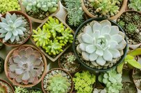 今が生長期！春秋型の多肉植物の育て方＆オススメの種類5選、宝石のように美しい品種も