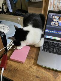 わざわざ狭いところで寝る猫　後ろから見た姿が笑ってしまう可愛さ