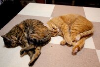 【見事なシンクロ】猫ちゃんたちが〈ぴったり同じポーズで眠る〉レアすぎる姿が話題　「可愛い」と大反響