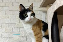 「端正な顔立ちの猫」をホットカーペットに乗せると…　あまりにも「人間味溢れる姿」に笑ってしまう