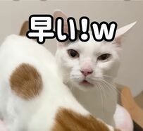 【即反応】爆睡中の猫ちゃん「ごはん」の呼びかけに即反応！寝ぼけた顔が可愛すぎる